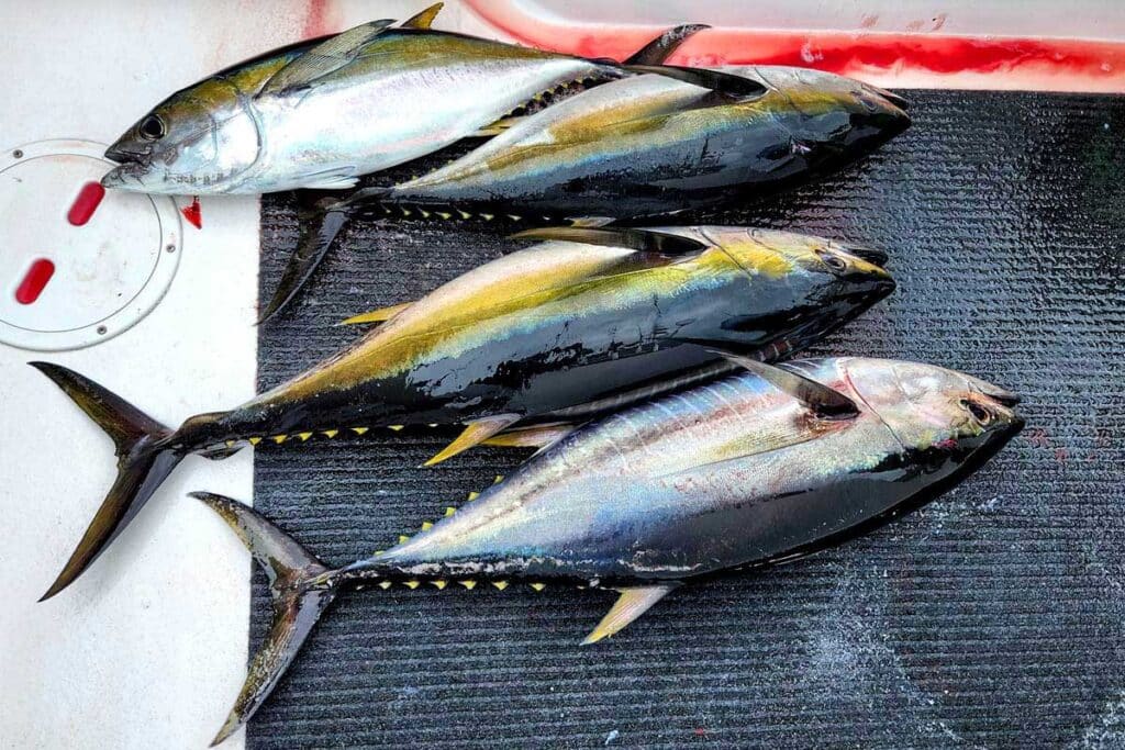 Secret Fishing Spots Costa Rica is a multi-species fishery. You’re never limited to a single seasonal run.