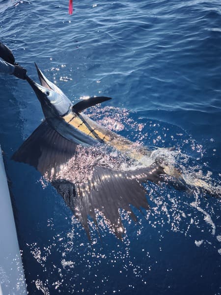 Pacific sailfish behind a fishing boat near Golfito Costa Rica