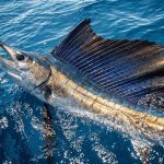 Angler catching a nice sailfish off the Osa Peninsula, one of the secret fishing spots in Costa Rica
